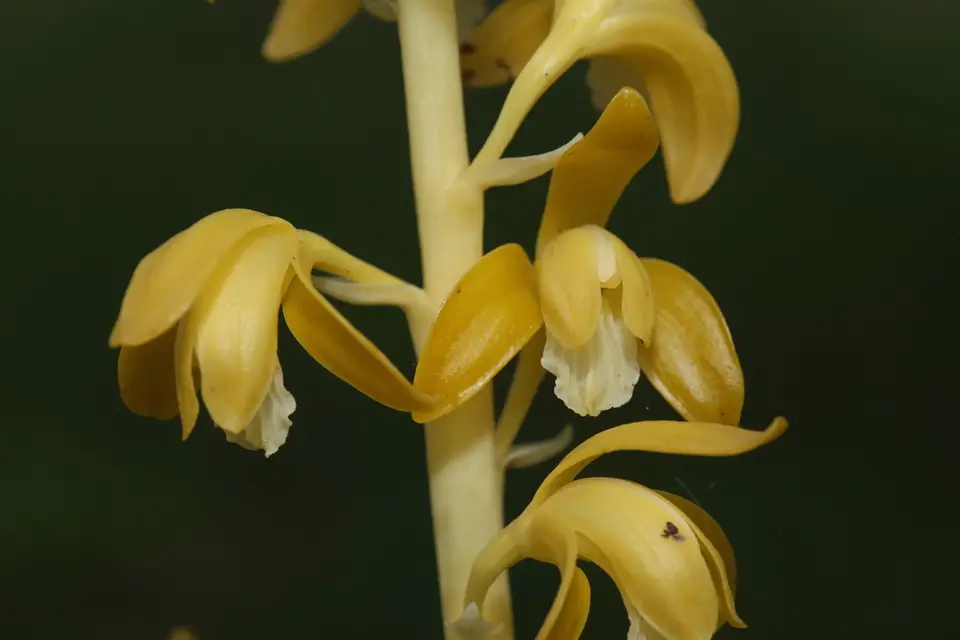 Crested Coralroot (Bletia spicata)