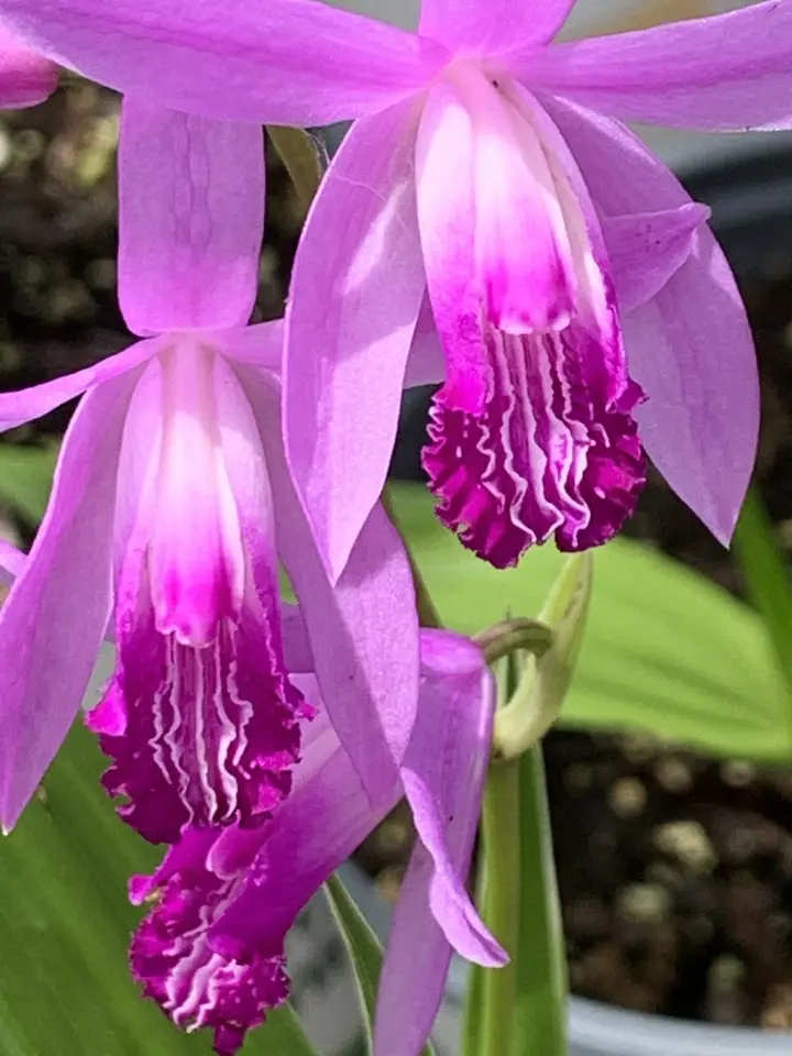 Hyacinth Orchid (Bletilla striata)