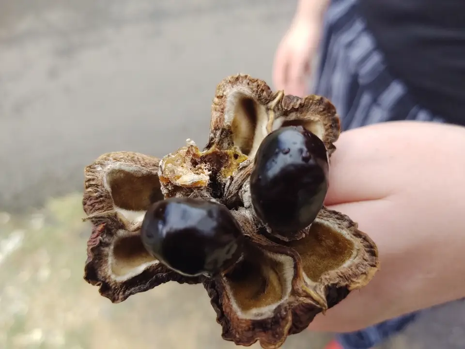 Ackee (Blighia sapida)