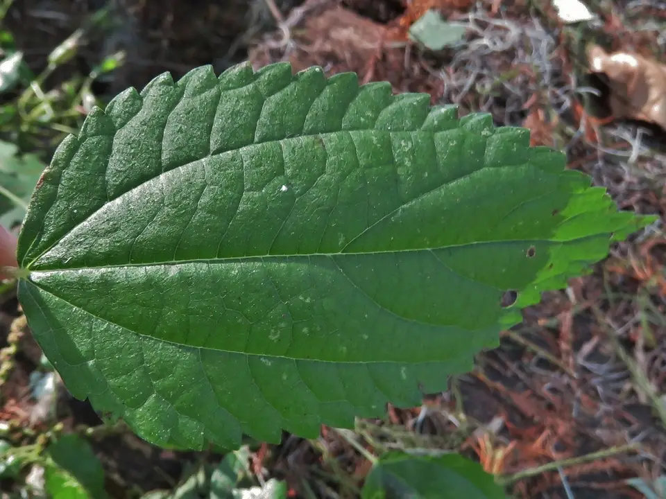 False Nettle (Boehmeria cylindrica)