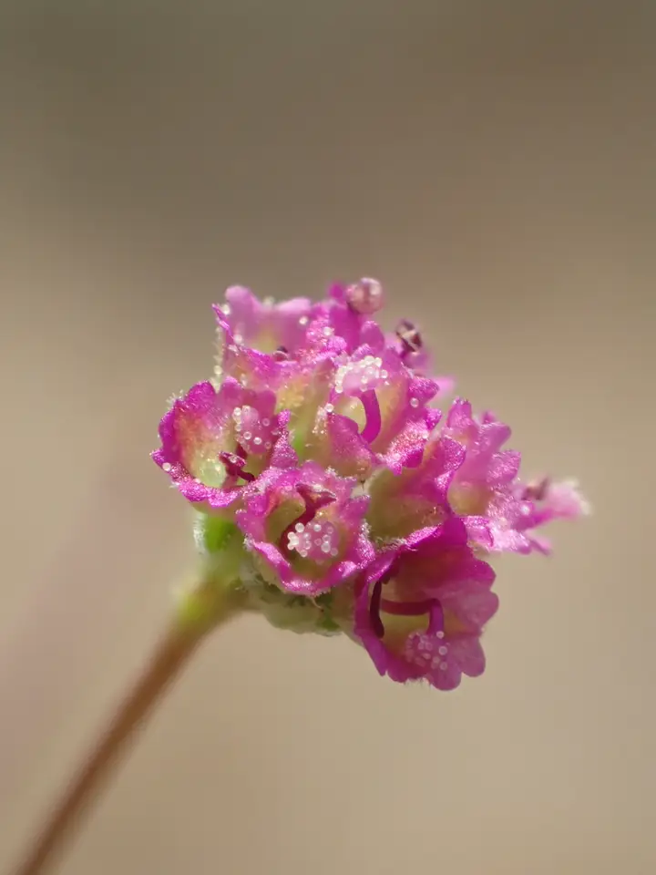 Wineflower (Boerhavia diffusa)