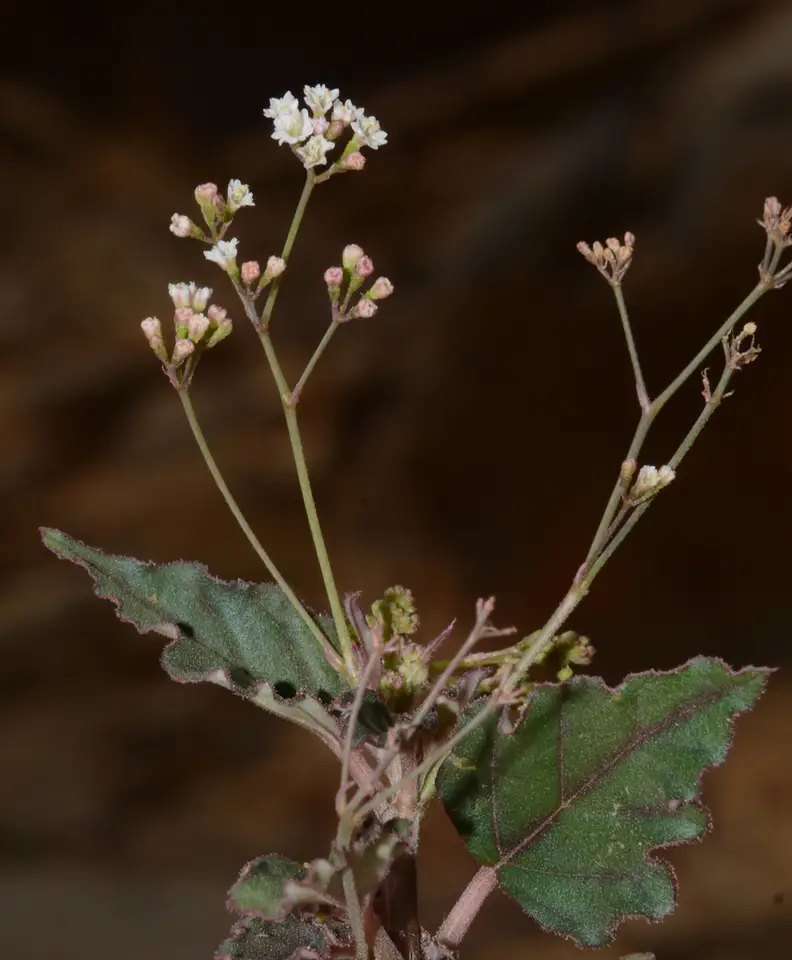 Erect Spiderling (Boerhavia erecta)