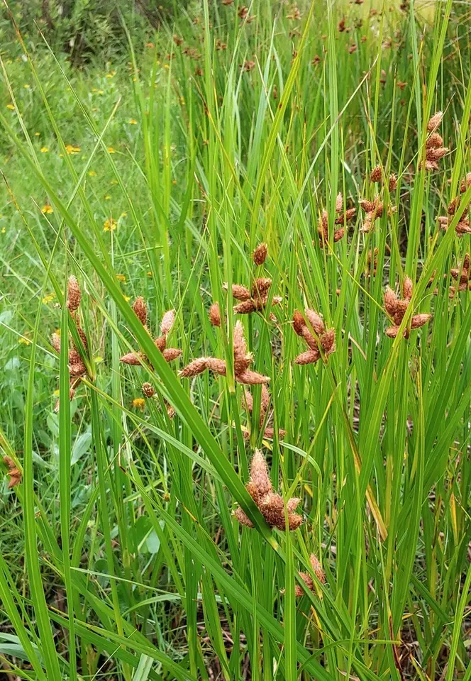 Saltmarsh Bulrush (Bolboschoenus robustus)