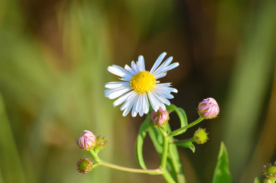 False Aster (Boltonia asteroides)