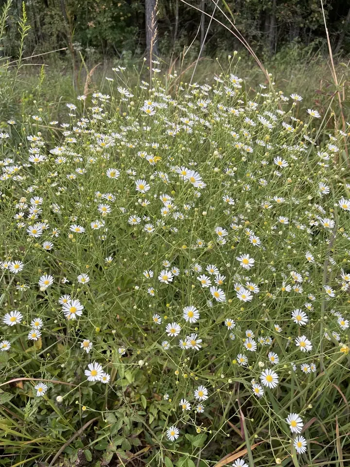 Smallhead Doll's Daisy (Boltonia diffusa)
