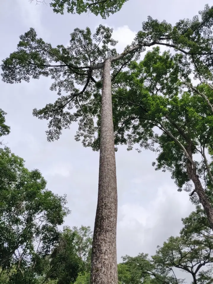 Red Silk Cotton Tree (Bombax ceiba)