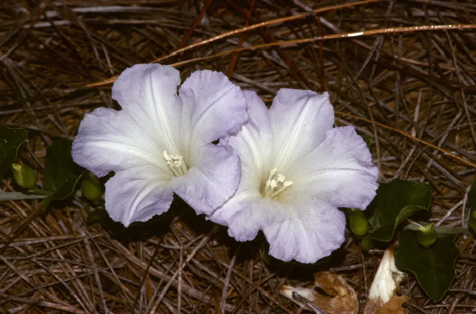 Florida Lady's Nightcap (Bonamia grandiflora)