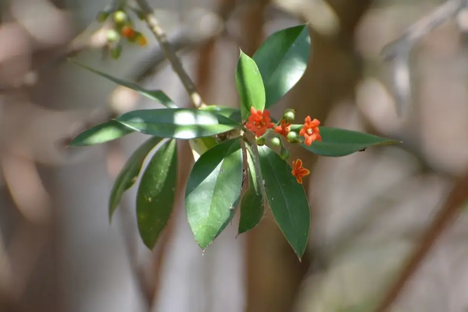 Cudjoewood (Bonellia macrocarpa)