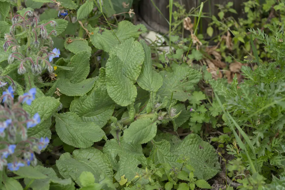 Borage (Borago officinalis)