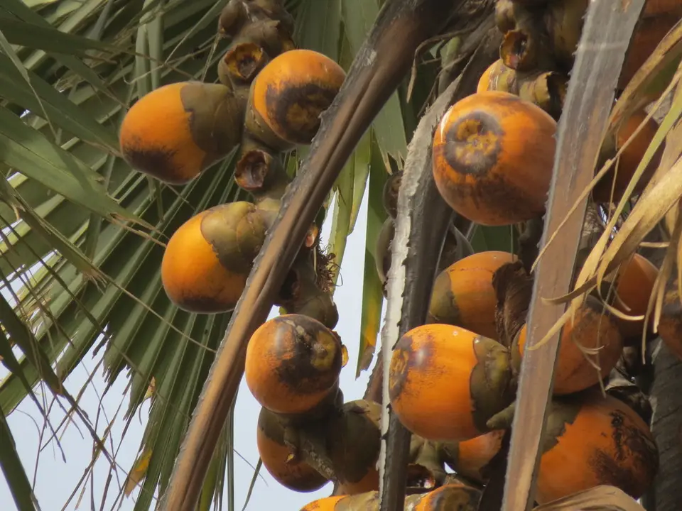 Borassus Palm (Borassus aethiopum)