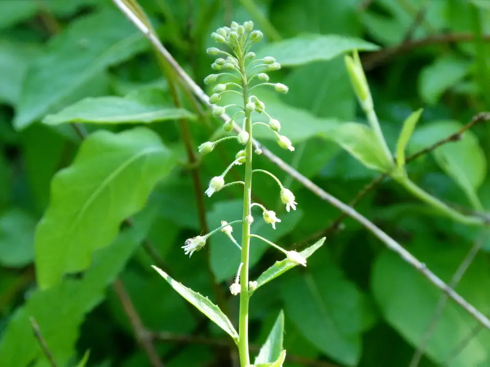Sicklepod (Borodinia canadensis)