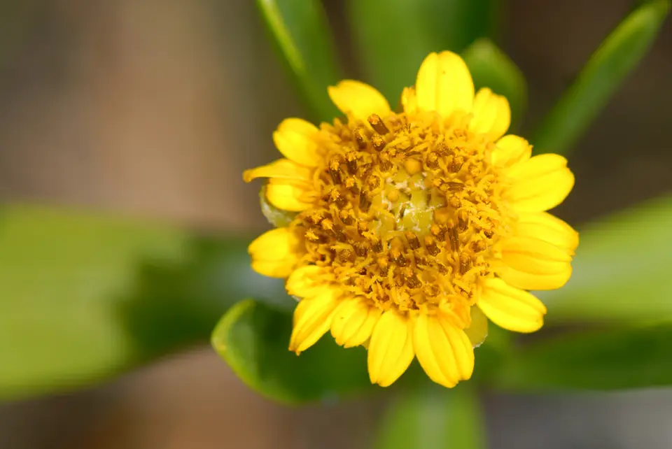 Tree Seaside Tansy (Borrichia arborescens)
