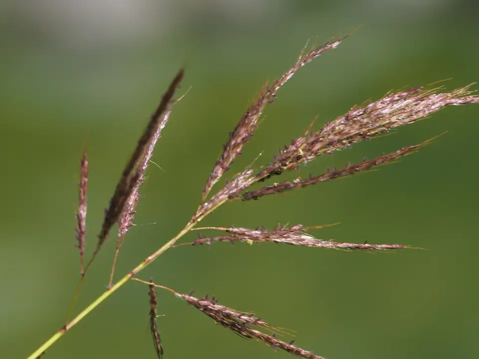 Australian Bluestem (Bothriochloa bladhii)