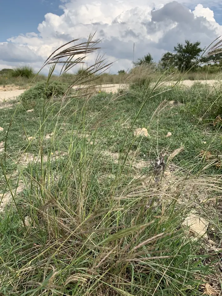King Ranch Bluestem (Bothriochloa ischaemum)