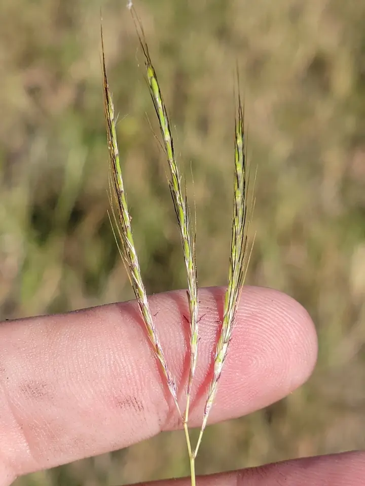 Pitted Bluestem (Bothriochloa pertusa)