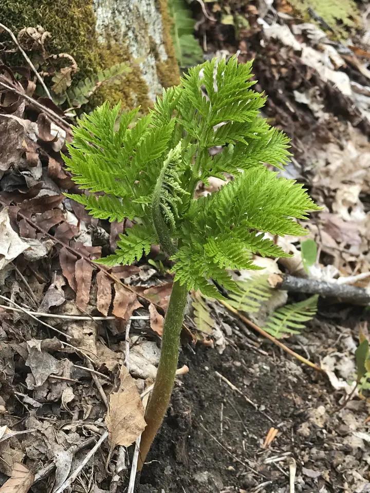Rattlesnake Fern (Botrypus virginianus)