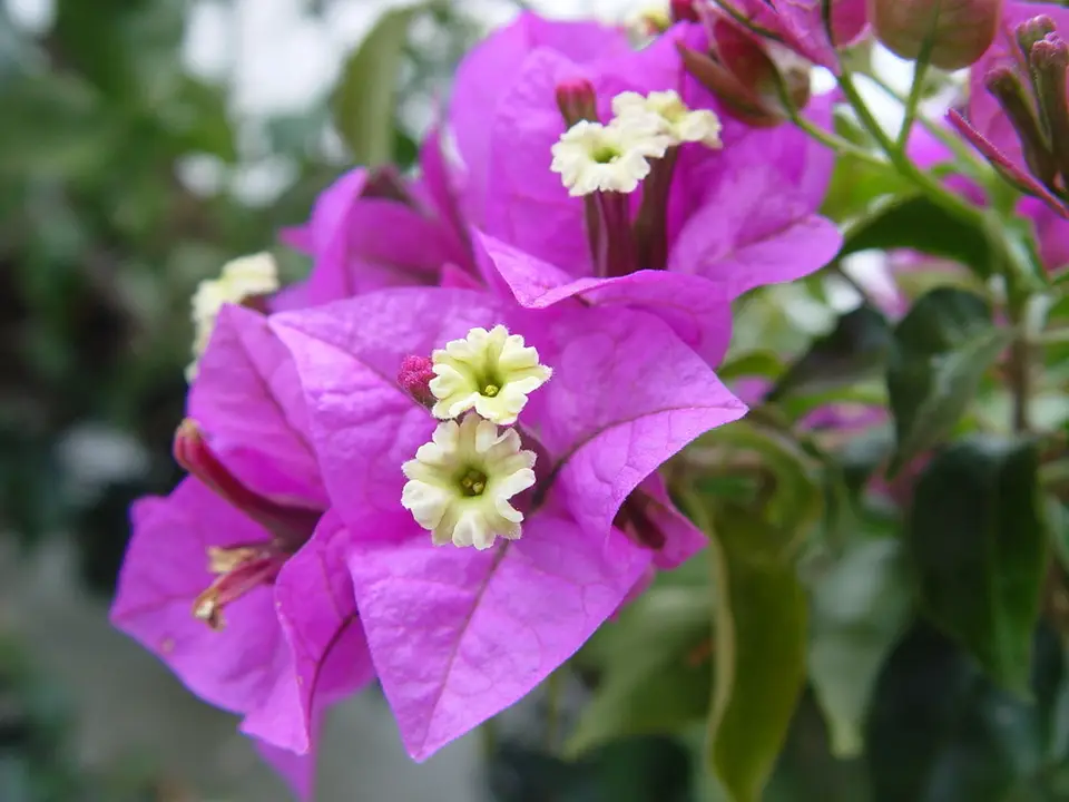 Lesser Bougainvillea (Bougainvillea glabra)