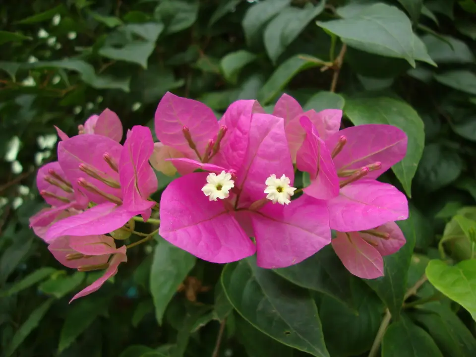 Beautiful Bougainvillea (Bougainvillea spectabilis)