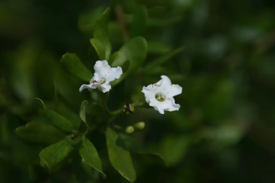 Little Strongbark (Bourreria havanensis)