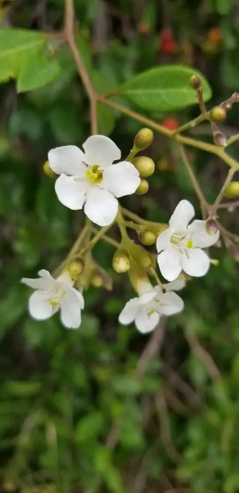 Bahama Strongbark (Bourreria succulenta)