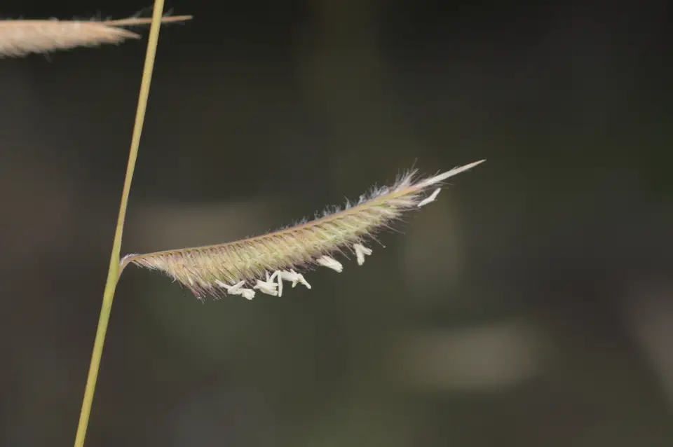 Hairy Grama (Bouteloua hirsuta)