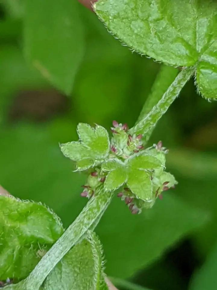 Hoary Bowlesia (Bowlesia incana)