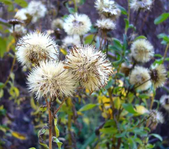 Soft Goldaster (Bradburia pilosa)