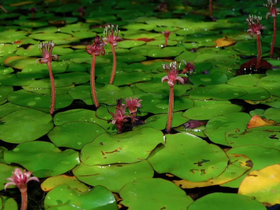 Watershield (Brasenia schreberi)