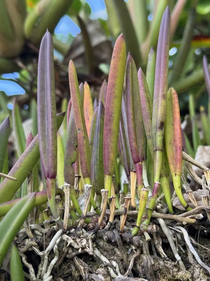 Lady of the Night Orchid (Brassavola nodosa)