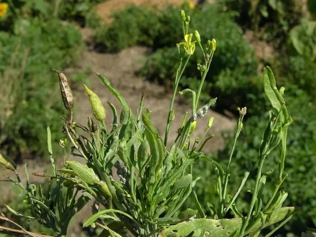 Brown Mustard (Brassica juncea)