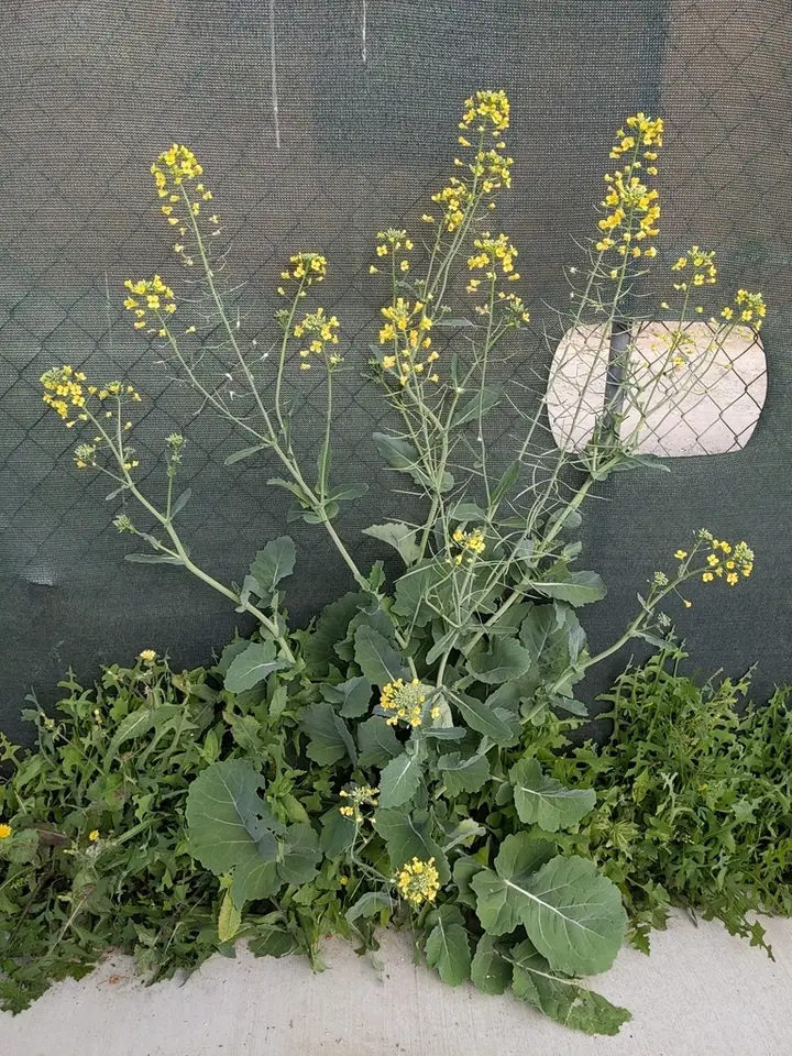 Rapeseed (Brassica napus)