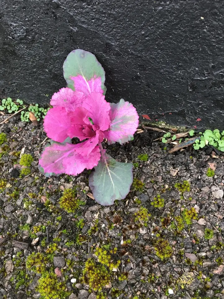 Cabbage, Broccoli, and Allies (Brassica oleracea)
