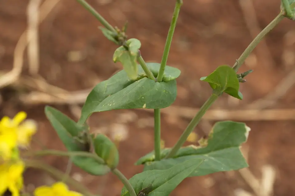 Field Mustard (Brassica rapa)