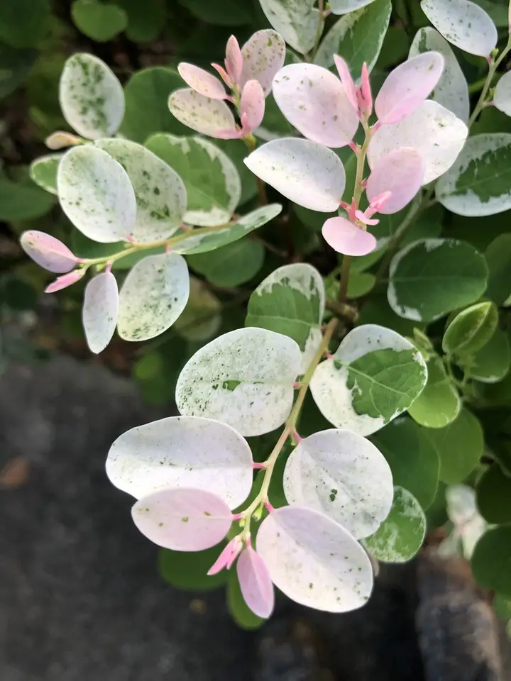 Snowbush (Breynia disticha)