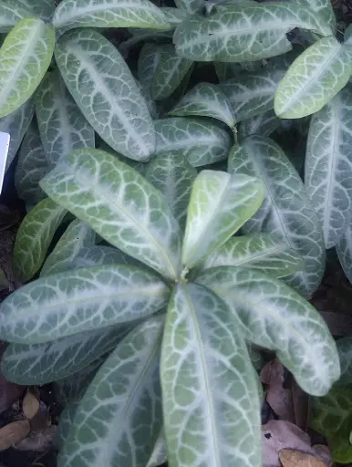 Breynia spatulifolia (Breynia spatulifolia)