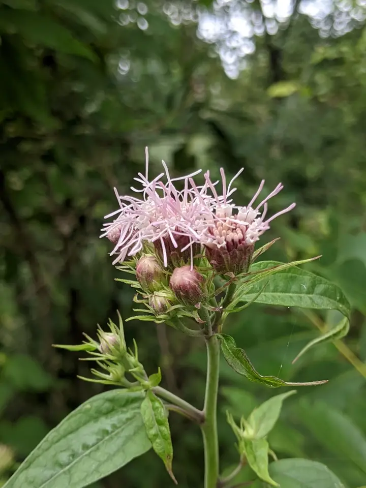 Flyr's Brickellbush (Brickellia cordifolia)