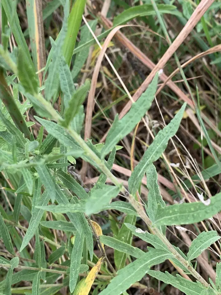False Boneset (Brickellia eupatorioides)