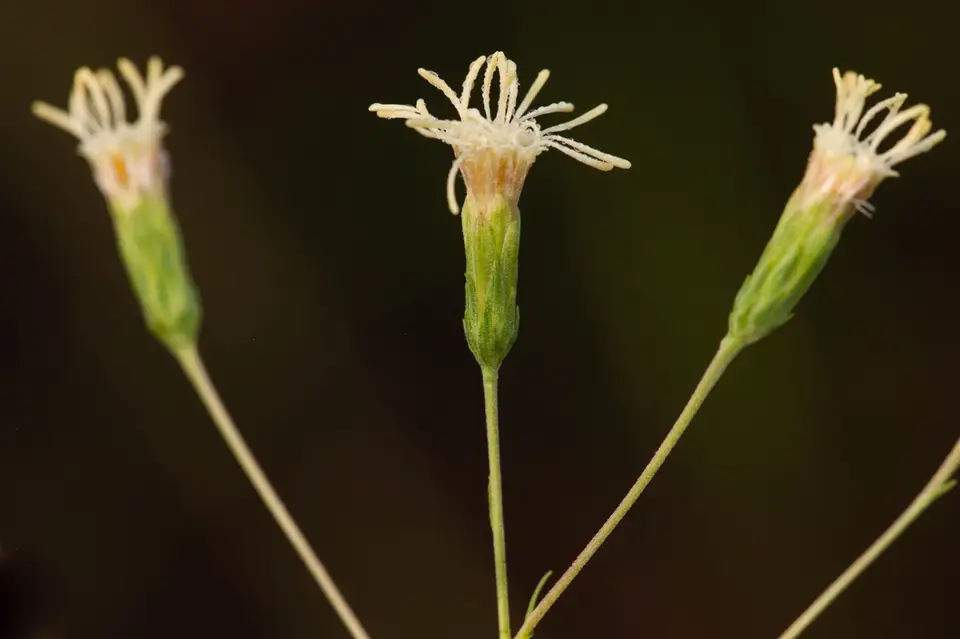 Florida False Boneset (Brickellia mosieri)