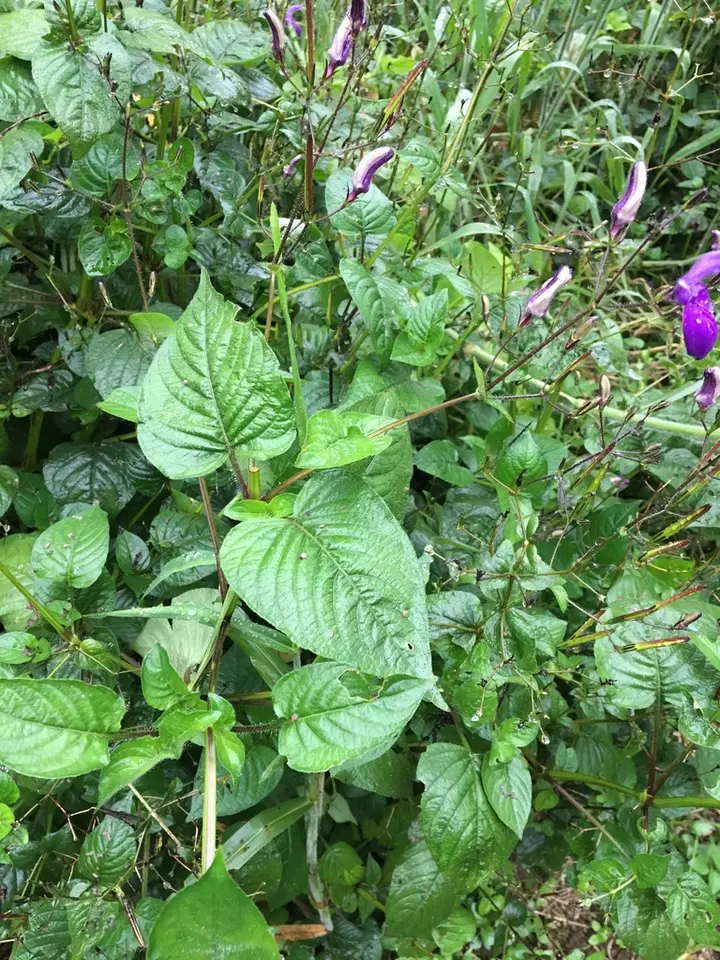 Brillantaisia lamium (Brillantaisia lamium)