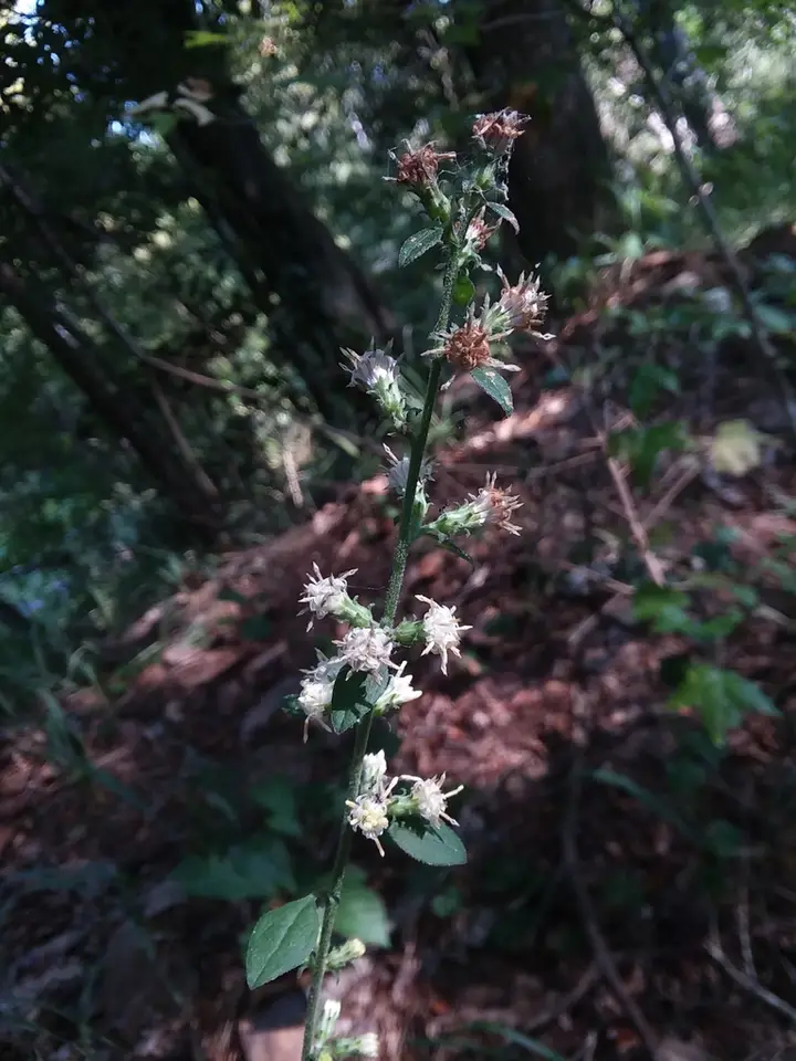 Rayless Mock Goldenrod (Brintonia discoidea)