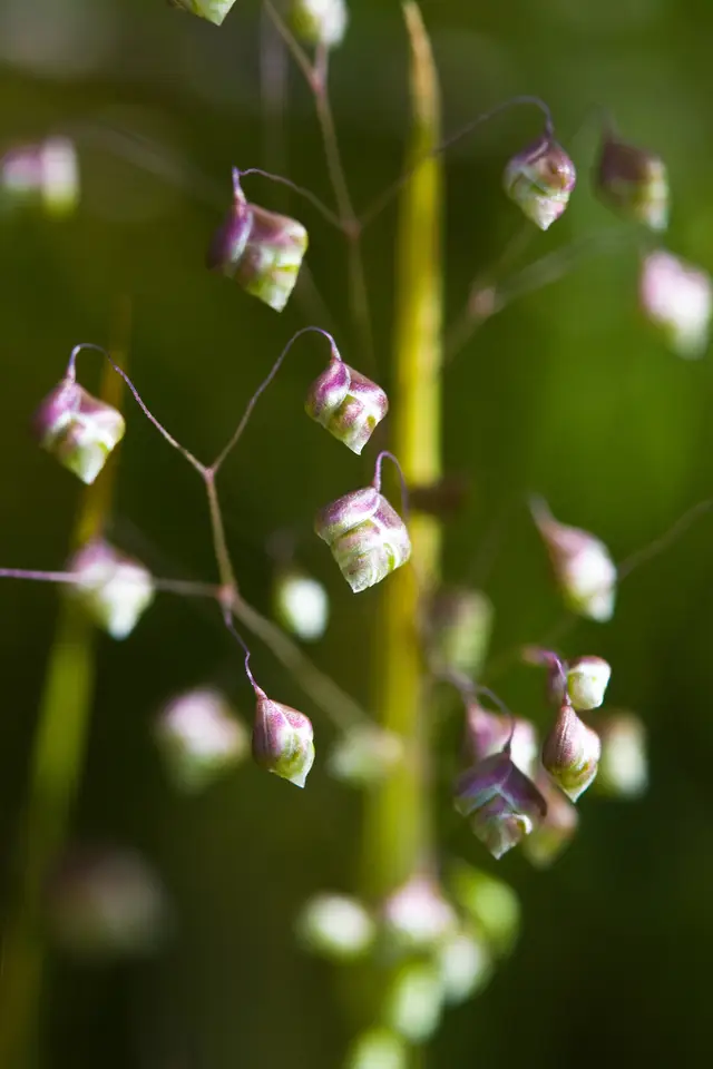 Little Quaking-Grass (Briza minor)