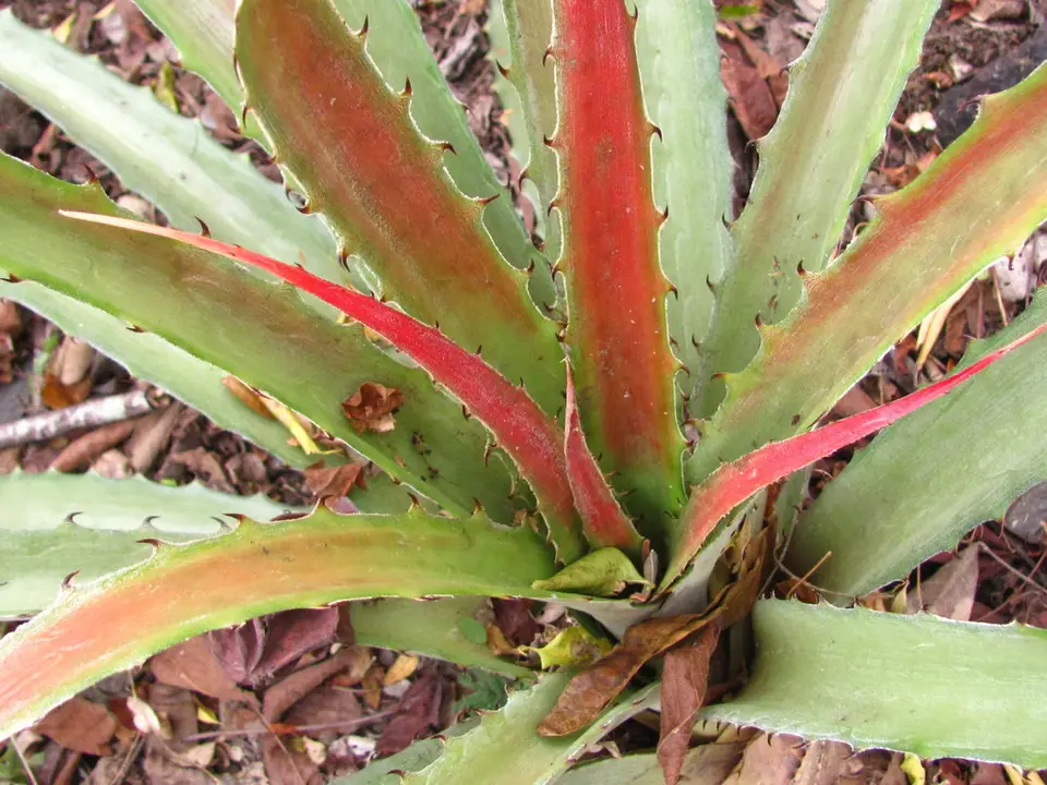 Piñuela (Bromelia pinguin)