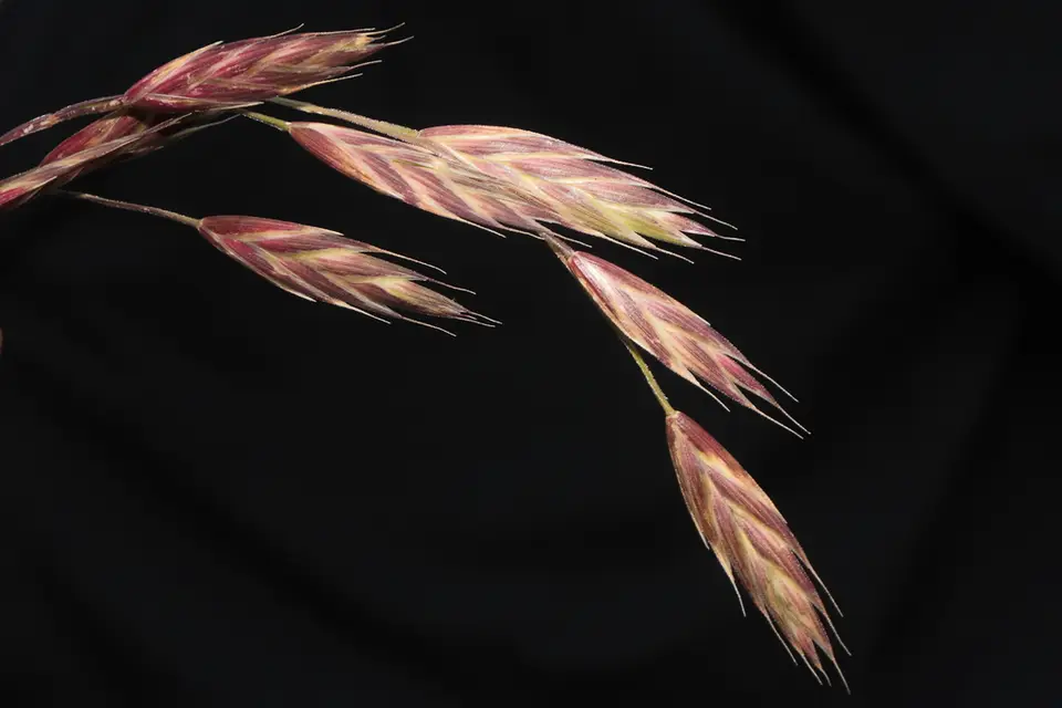 Rescue Brome (Bromus catharticus)