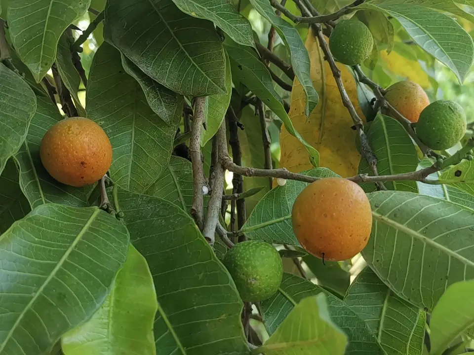 Bread Nut (Brosimum alicastrum)