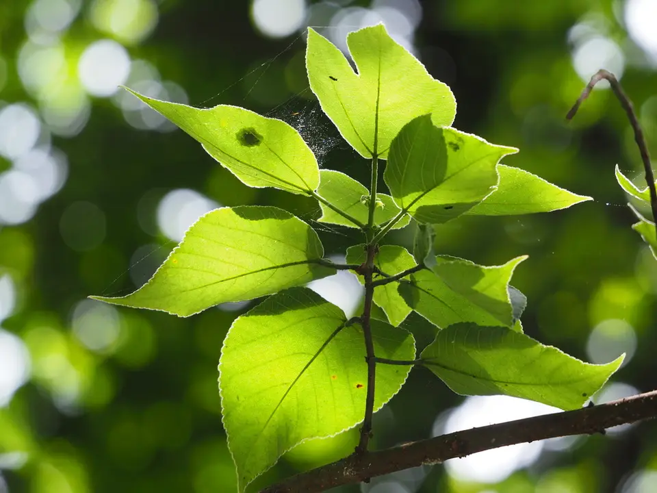 Paper Mulberry (Broussonetia papyrifera)
