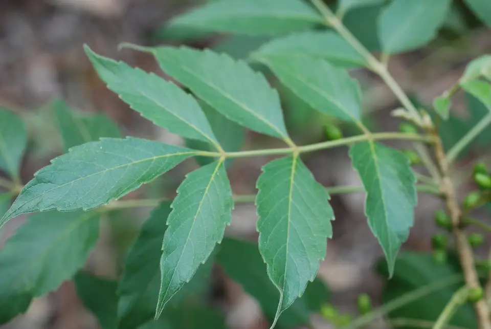 Java Brucea (Brucea javanica)