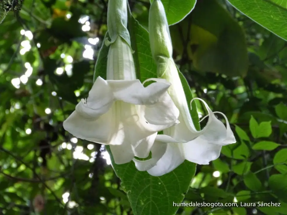 Angel's Trumpet (Brugmansia arborea)