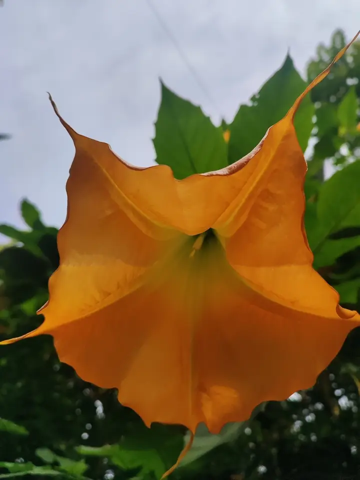 Golden Angel's Trumpet (Brugmansia aurea)