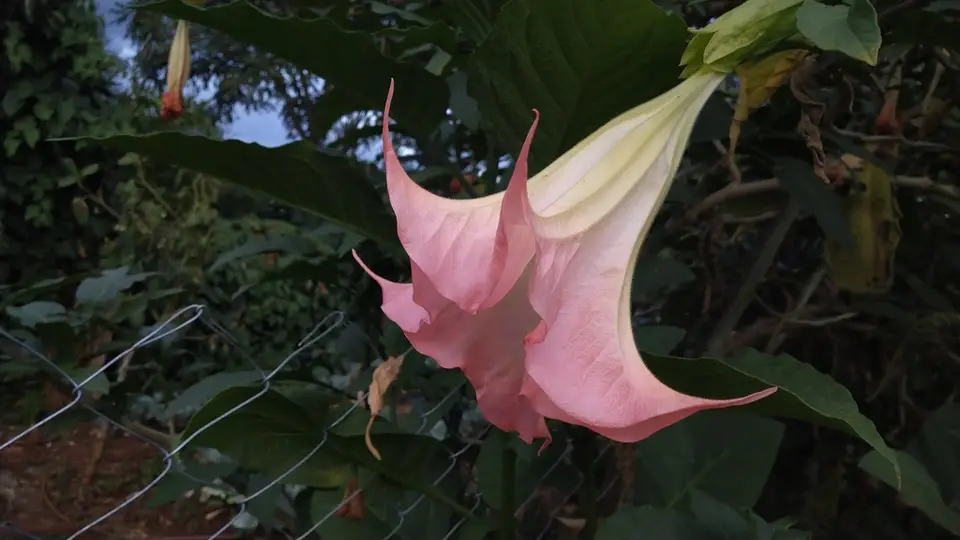 Magnificent Angel's Trumpet (Brugmansia insignis)