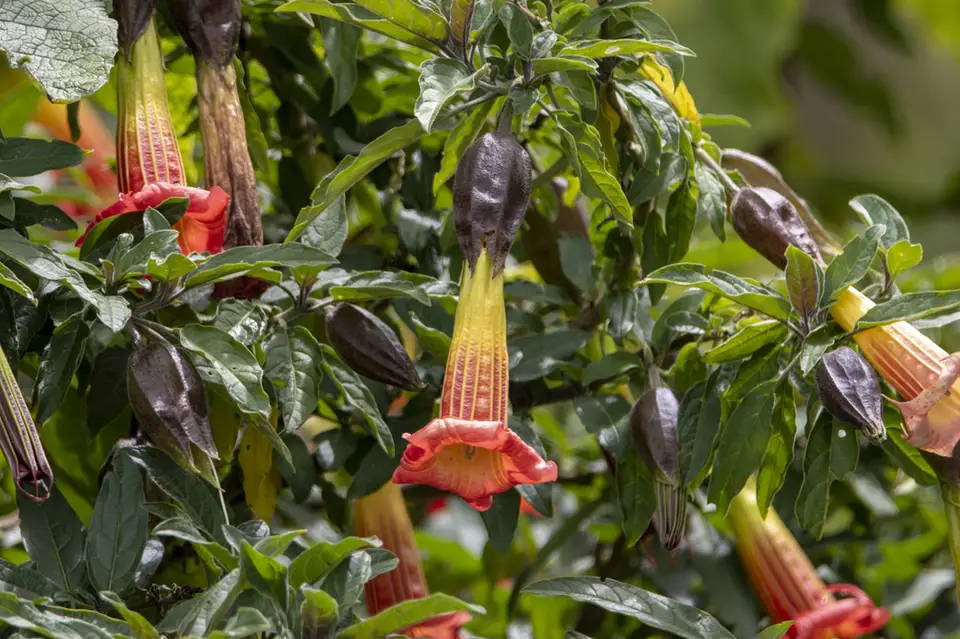 Red Angel's Trumpet (Brugmansia sanguinea)